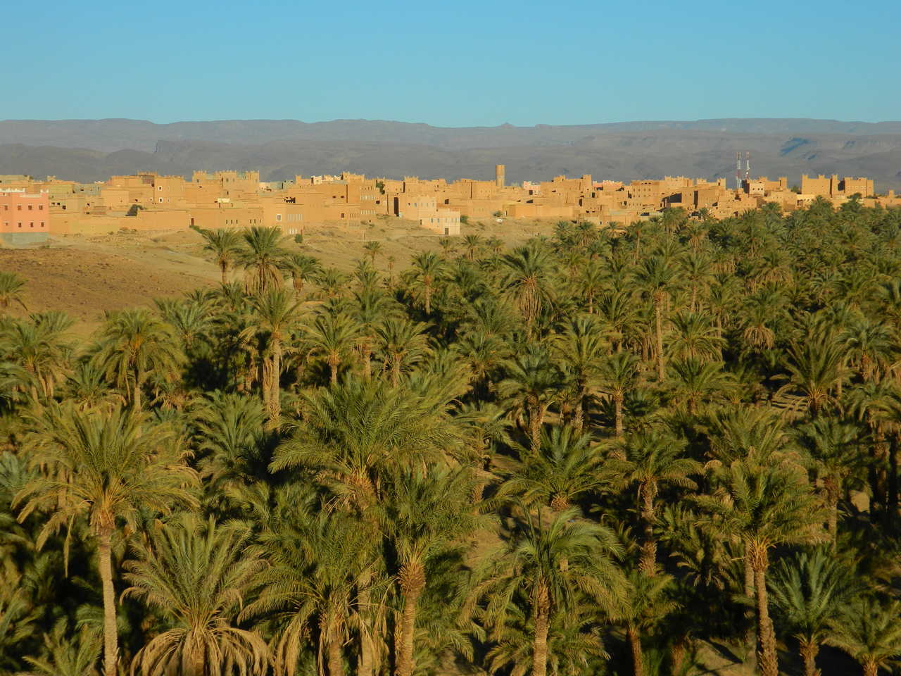 Palmeraie de Tazzarine, Maroc