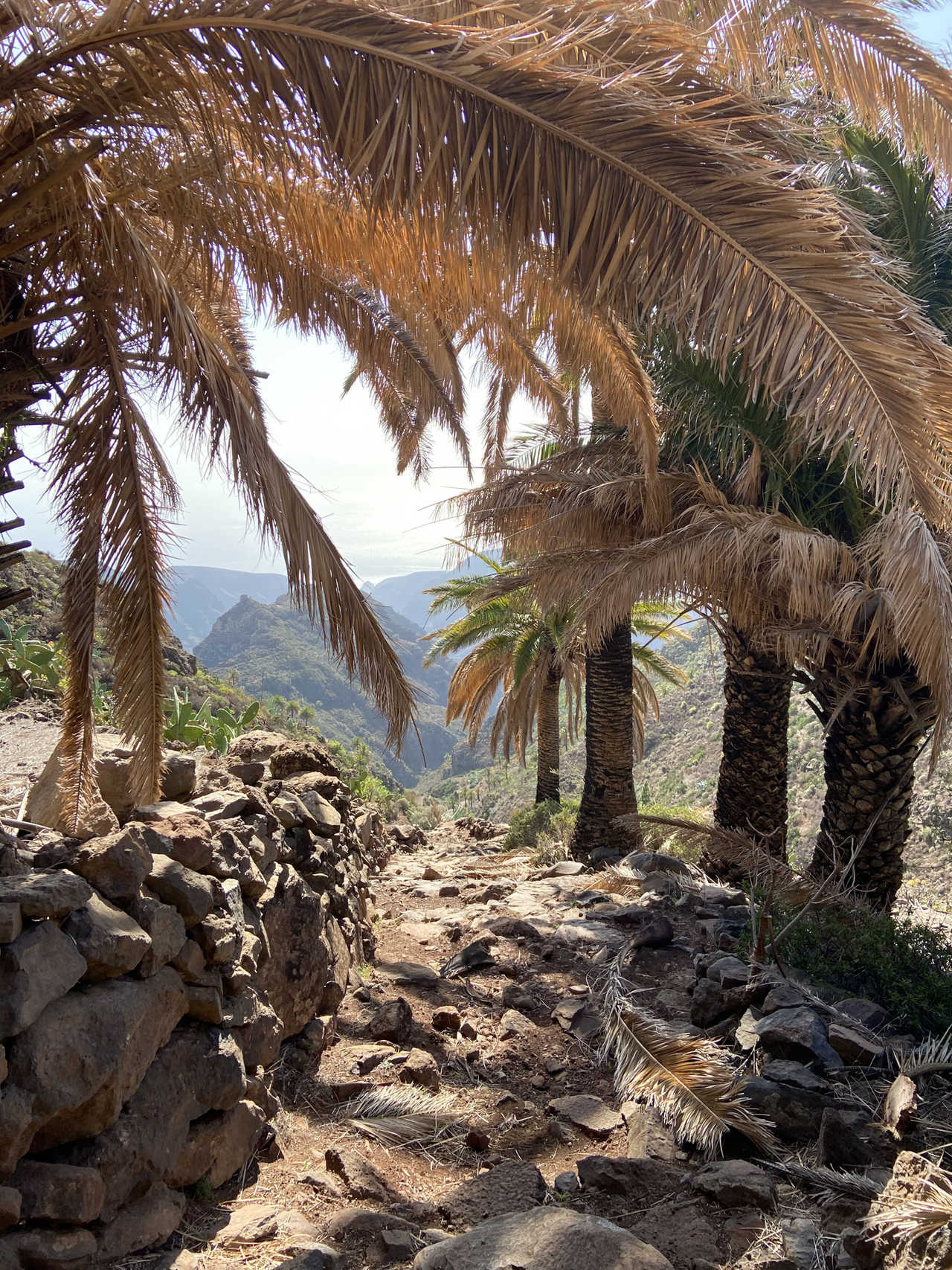 Palmiers d'Imada, Gomera aux Canaries