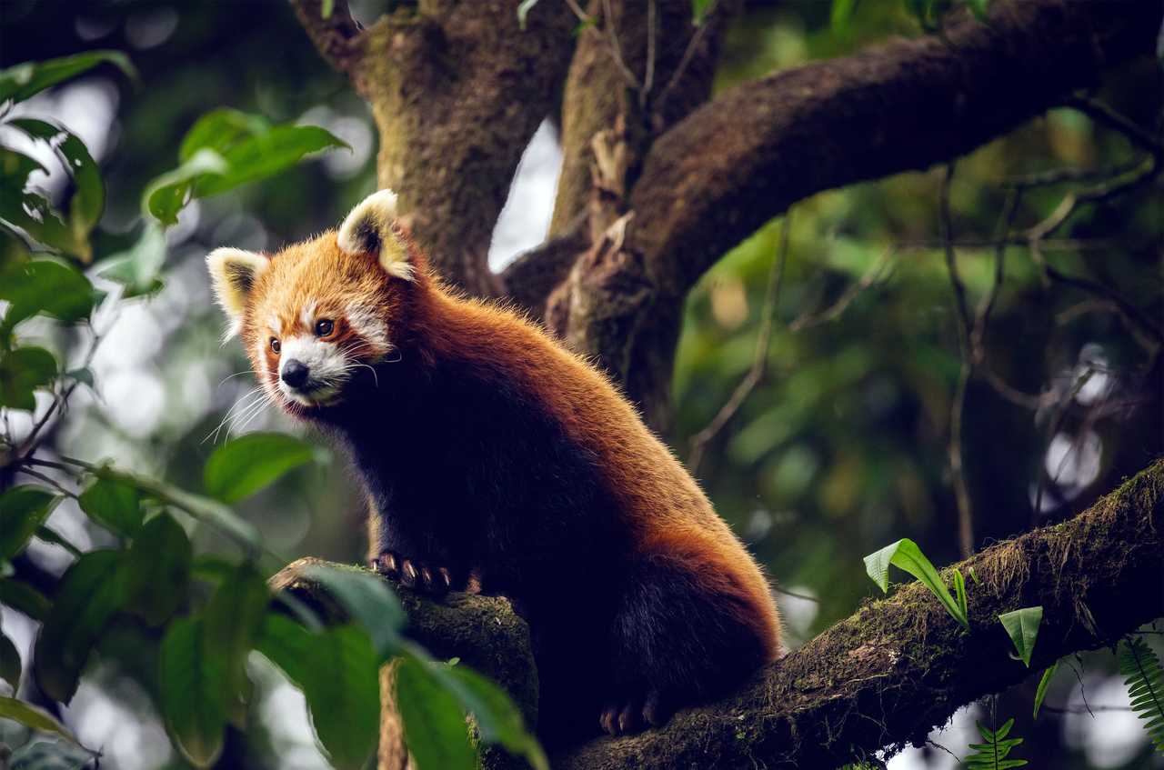 Panda roux dans la région du Sikkim dans l'Inde Himalayenne