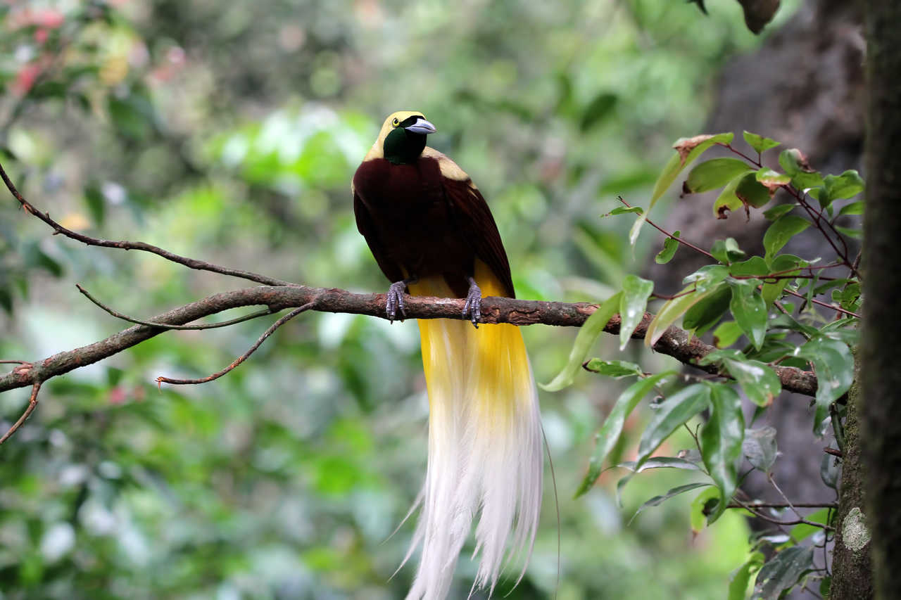 Paradisier ou oiseau du paradis en Papouasie