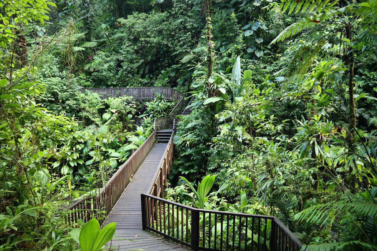 Passerelle dans une forêt tropicale en Guadeloupe