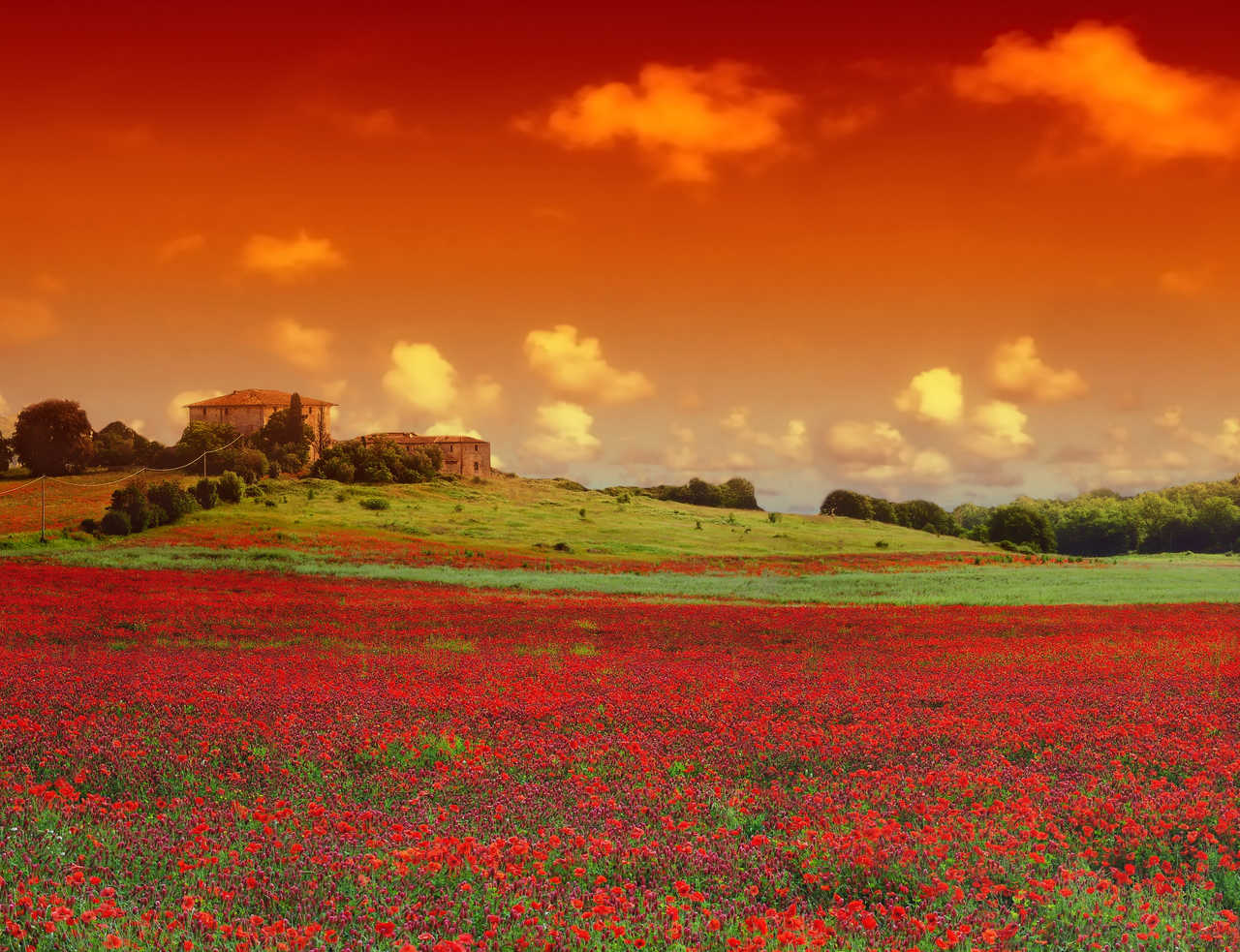 Paysage de champs de fleurs en Toscane