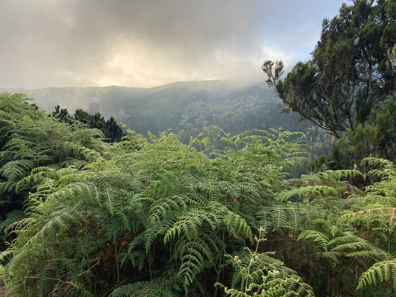 Paysage de la forêt tropicale lors de la première étape de l'ascension du Kilimandjaro en Tanzanie