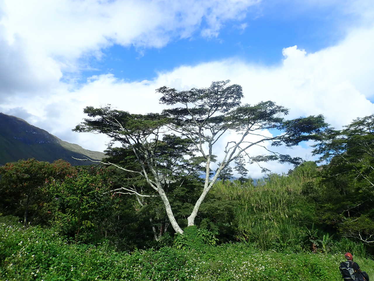 Paysage et arbres en Papouasie