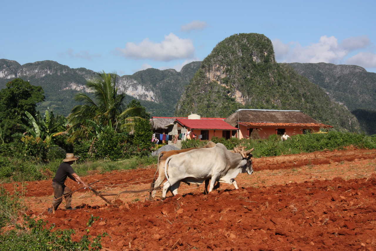 Paysan en train de labourer un champs dans la vallée de Vinalès à Cuba