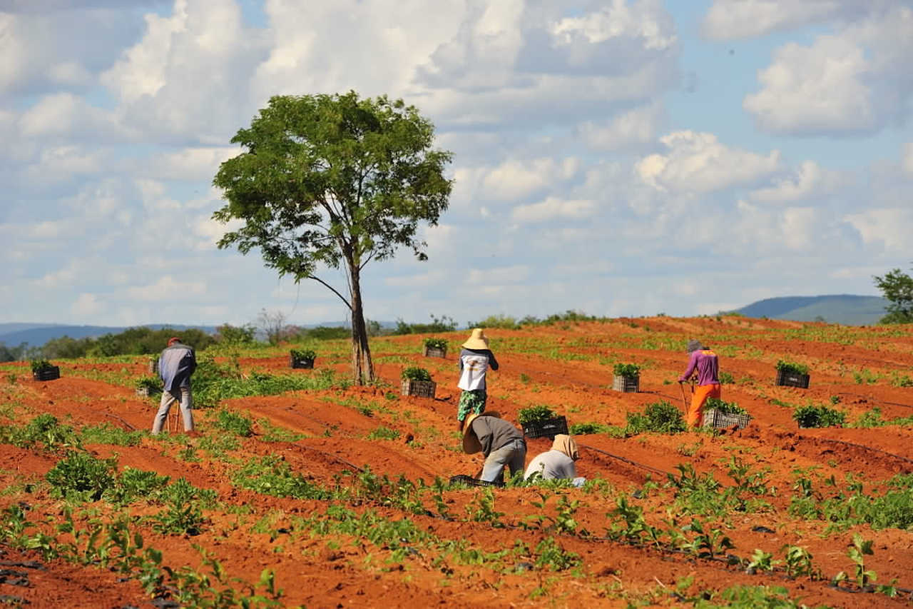 Paysans travaillant dans les champs à Bahia