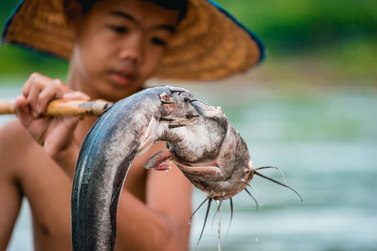Pêcheur de poisson-chat birman