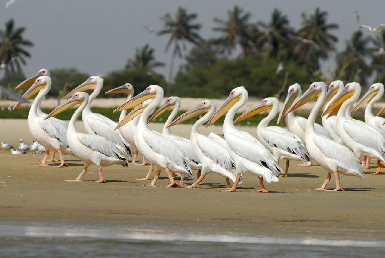 Pelicans au Senegal, Grand Coast