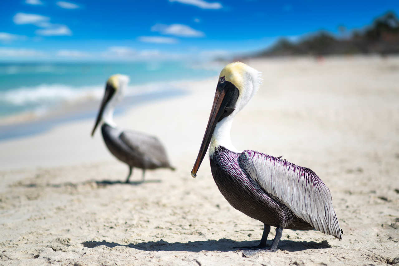 Pélicans sur une plage de Cuba