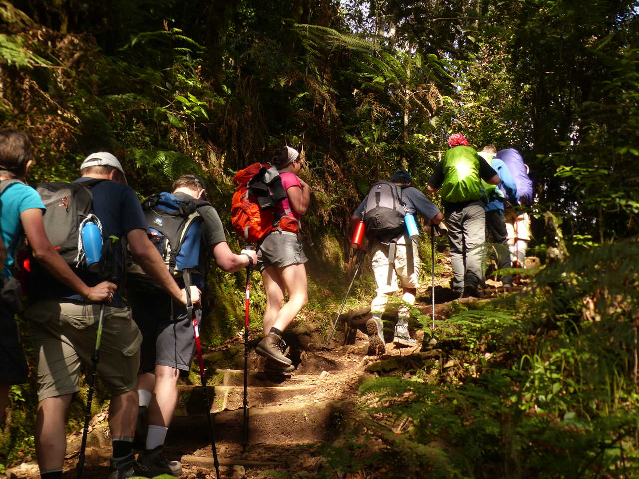 Petit groupe de randonneur dans la jungle vers Machame Camp pour l'ascension du Kilimandjaro en Tanzanie