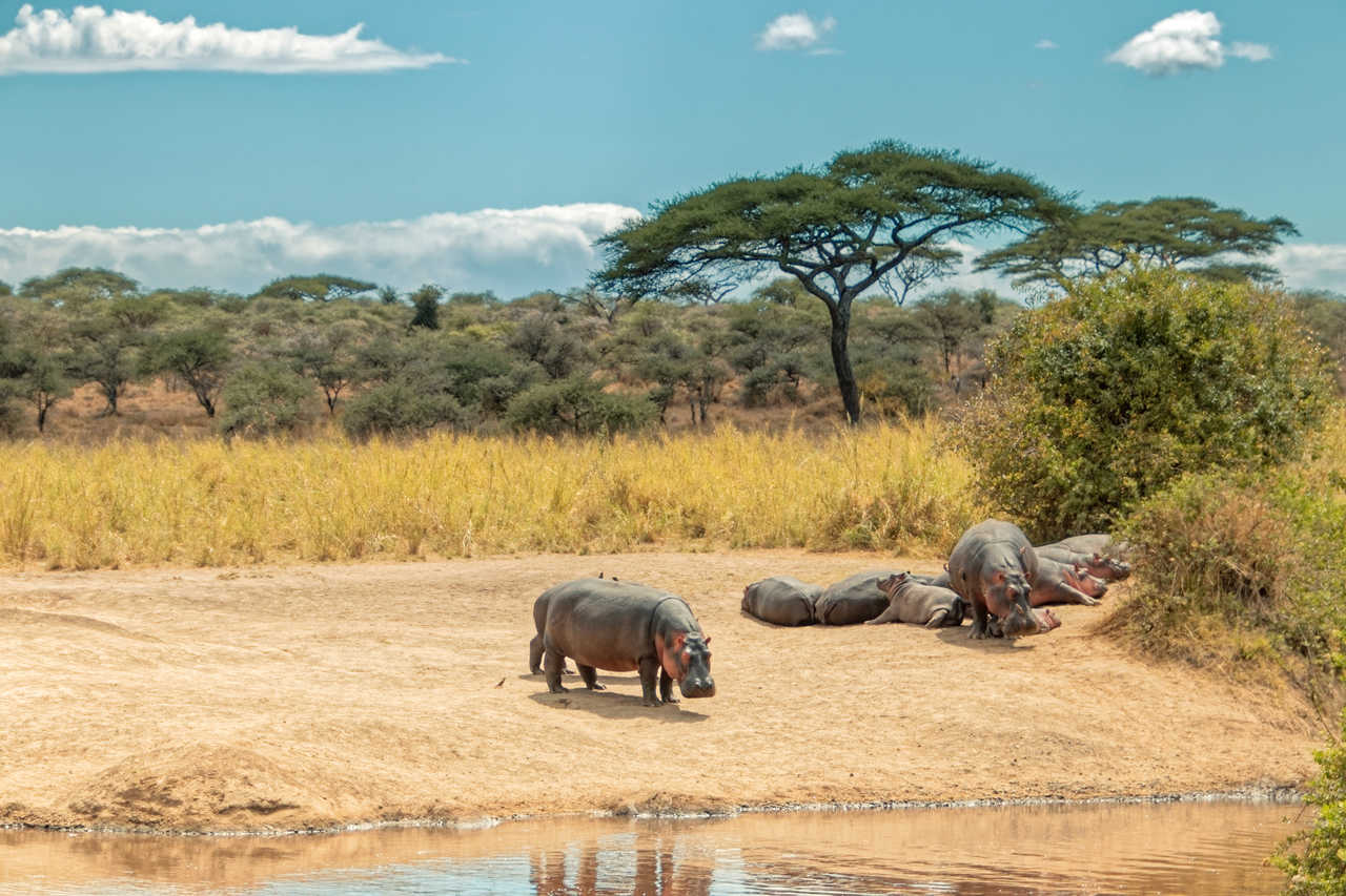 Petit groupe d'hippopotames dans un parc national en Tanzanie