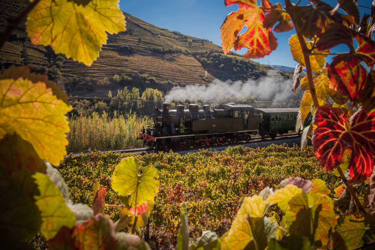 Petit train parcourant les vignobles à l'automne dans la vallée du Douro, Portugal