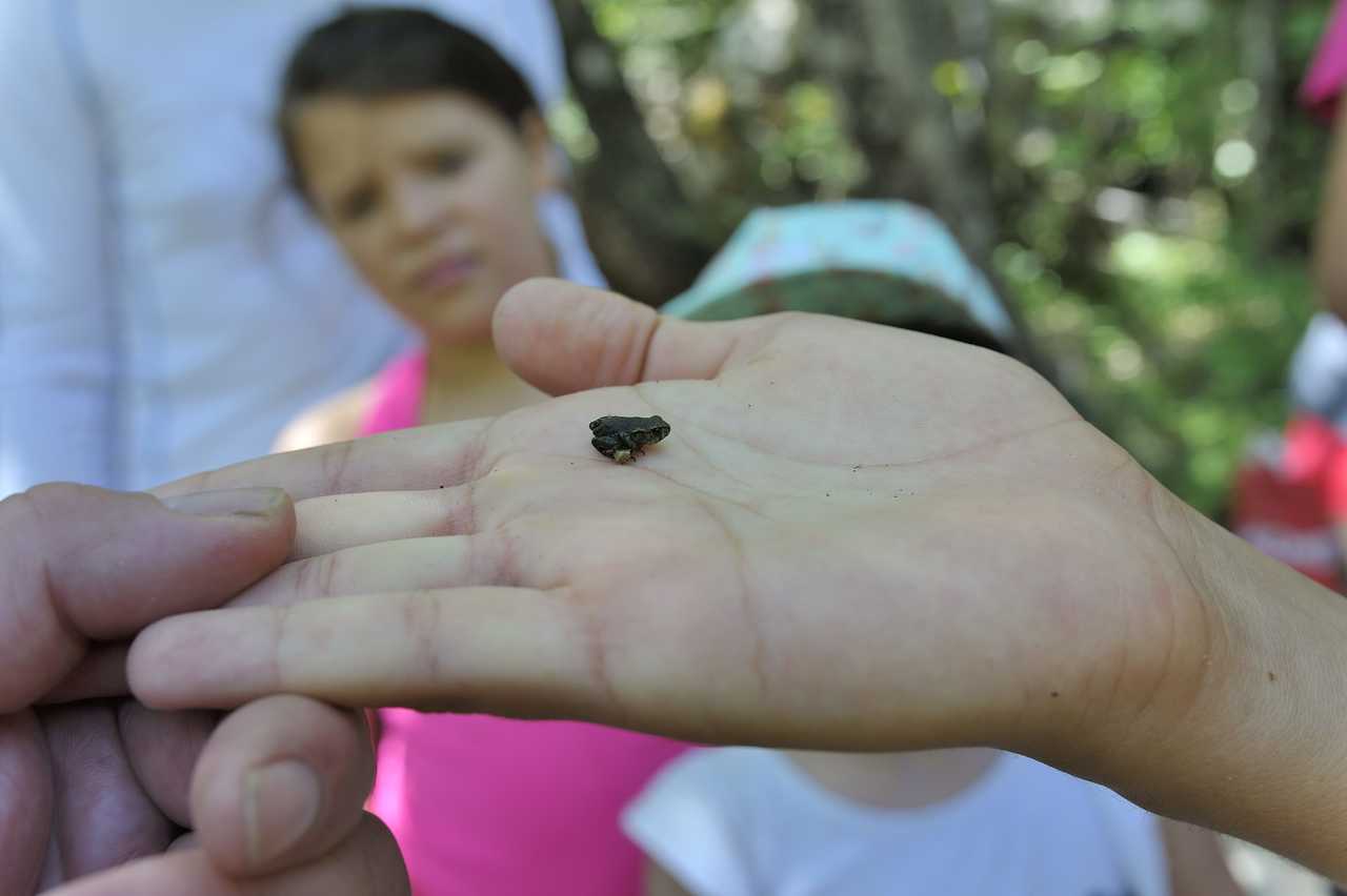 Petite grenouille dans la main d'un enfant en Croatie