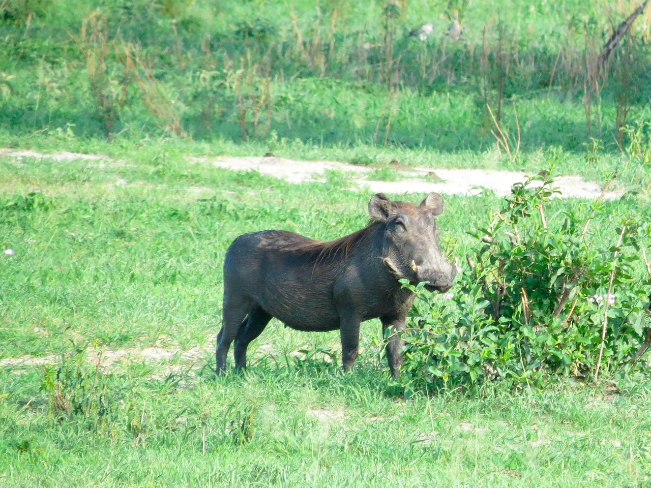 Phacochère dans une réserve naturelle en Tanzanie