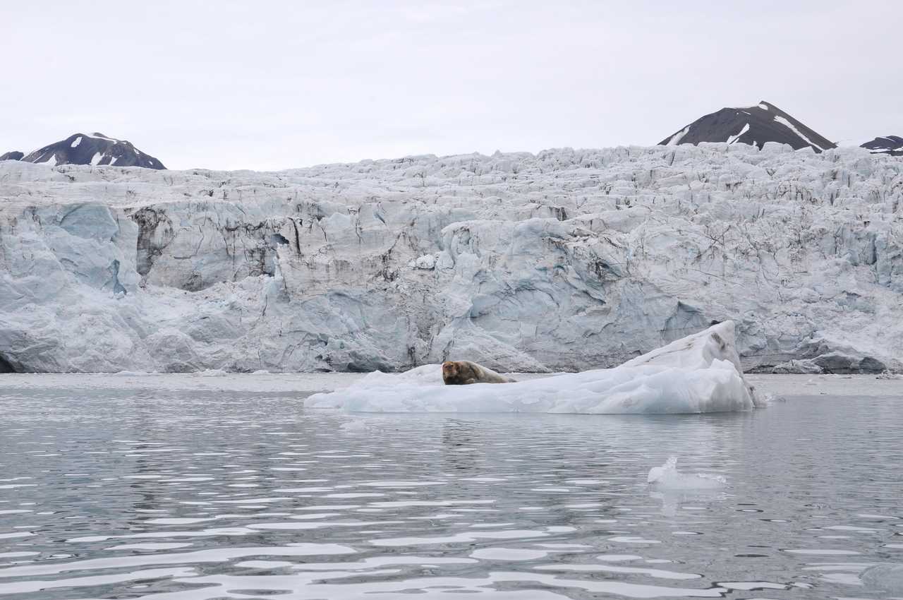Phoque barbu devant glacier Spitzberg