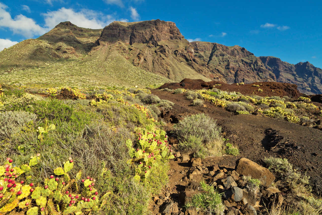 photo du parc naturel du Teno à Tenerife