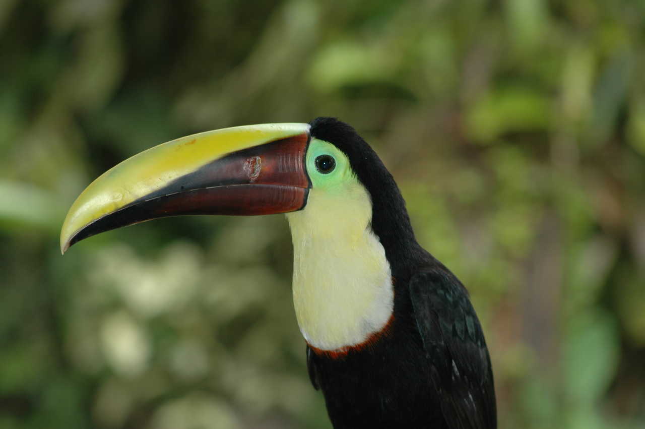 voyage découverte, toucan, Costa Rica