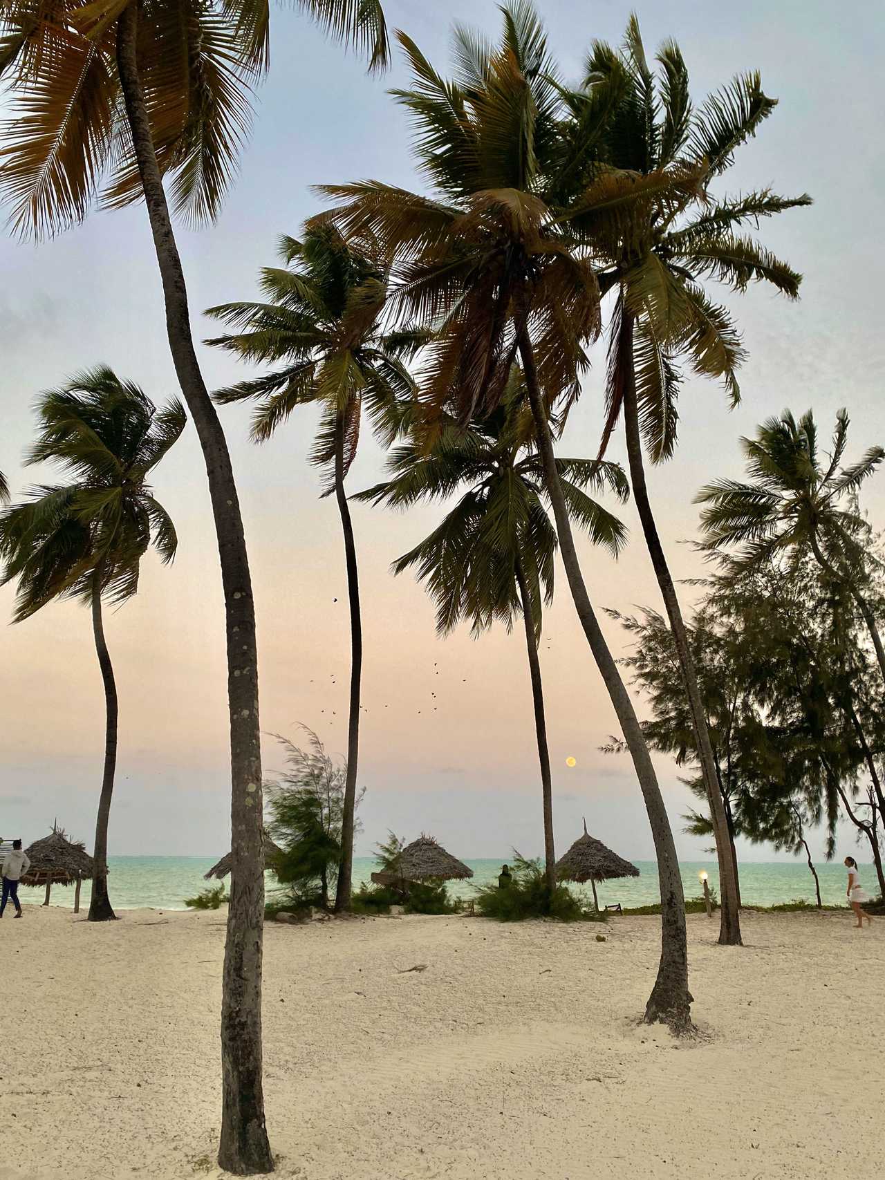 Plage au coucher de soleil peuplée de palmier à Zanzibar