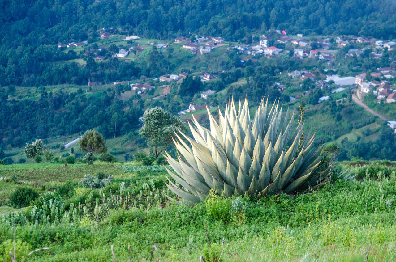 Planta puntiaguda en la sierra de los Cuchumatanes en Guatemala
