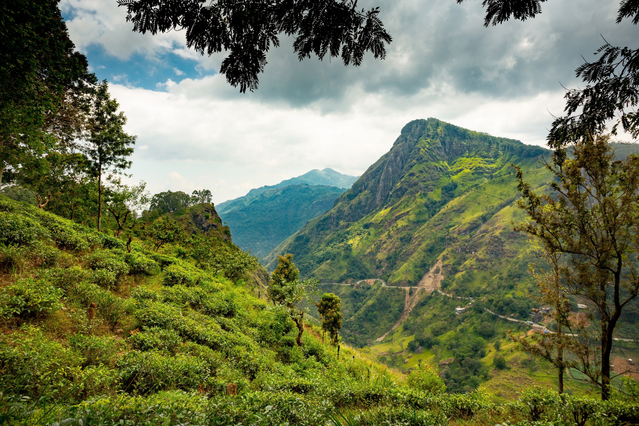 Plantation dans les montagnes au Sri Lanka