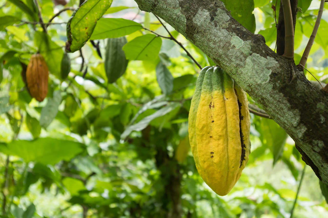 Plantation de Cacao à Munduk