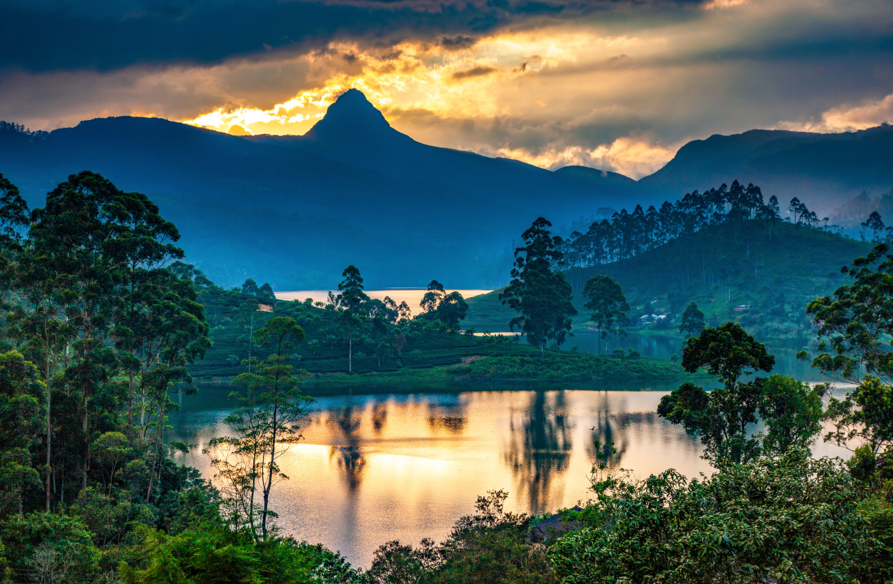 Plantation de thé avec l'Adam's Peak en fond