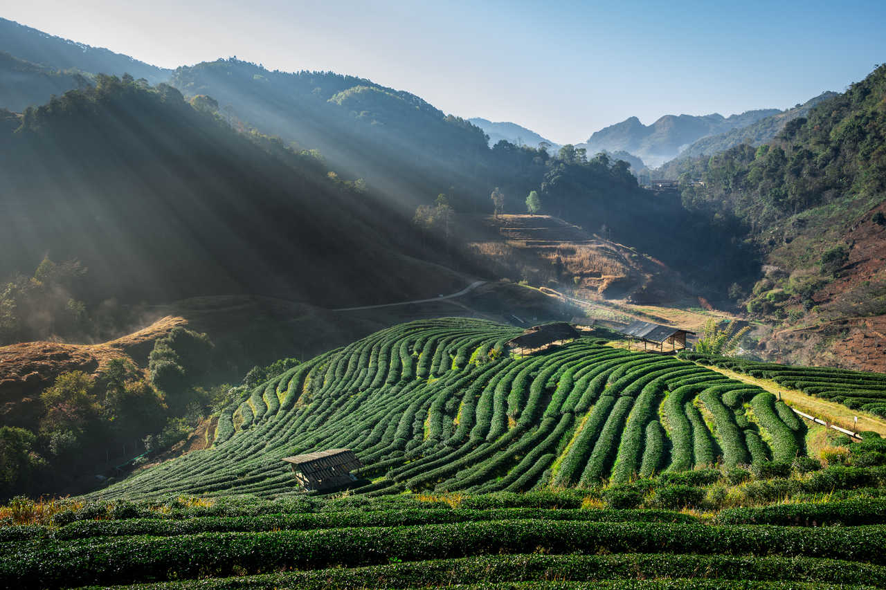 Plantation de thé dans les montagnes à Chang Mai en Thaïlande