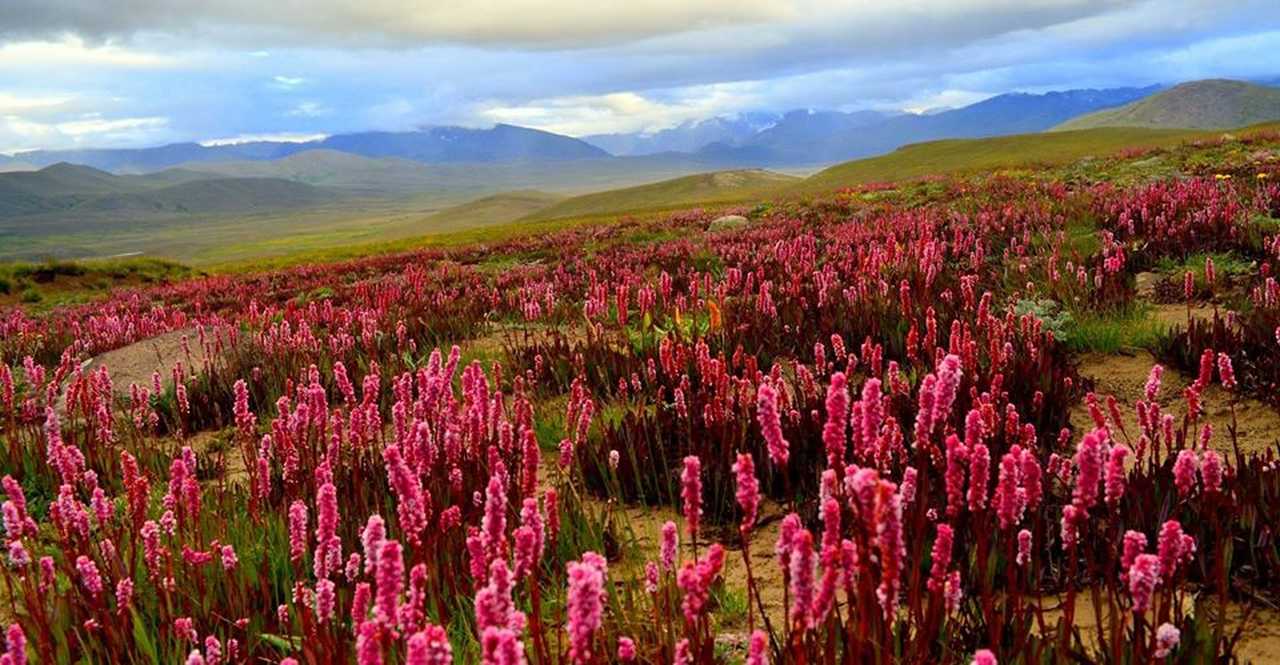 Plateau de Deosai Pakistan