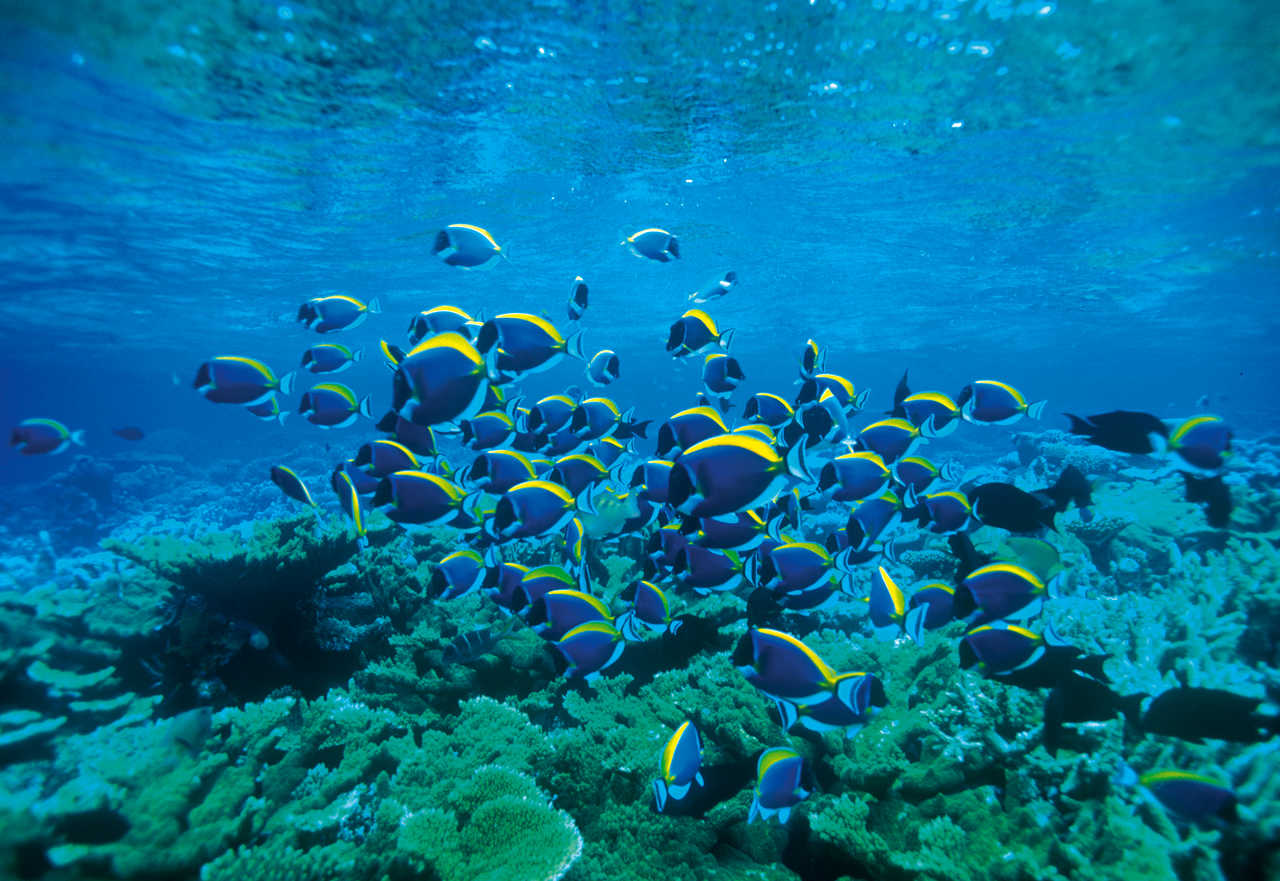 plongée sous marine Aqaba