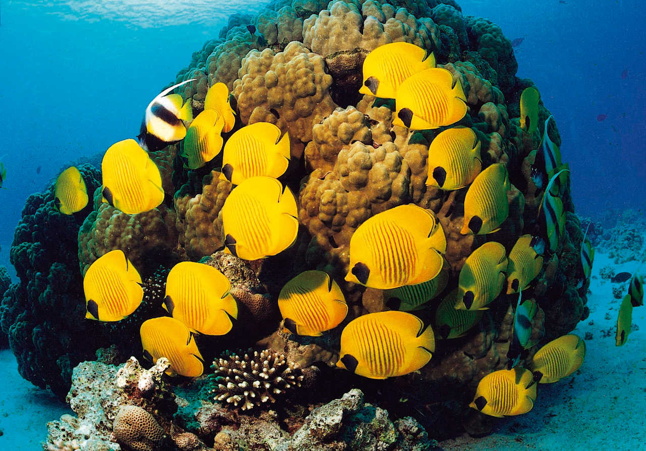 Plongée sous marine en mer rouge