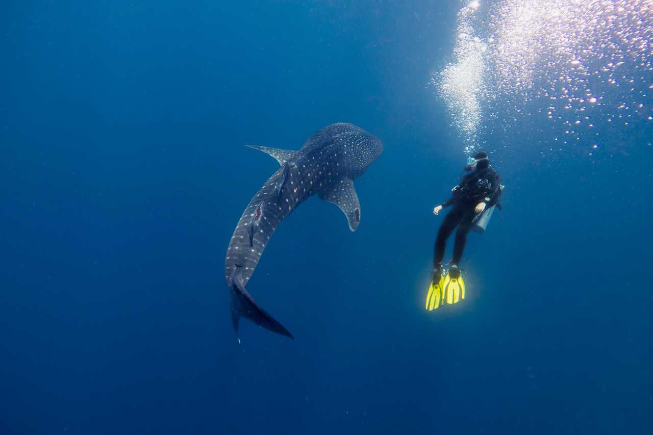 plongeur avec un requin baleine en Thaïlande