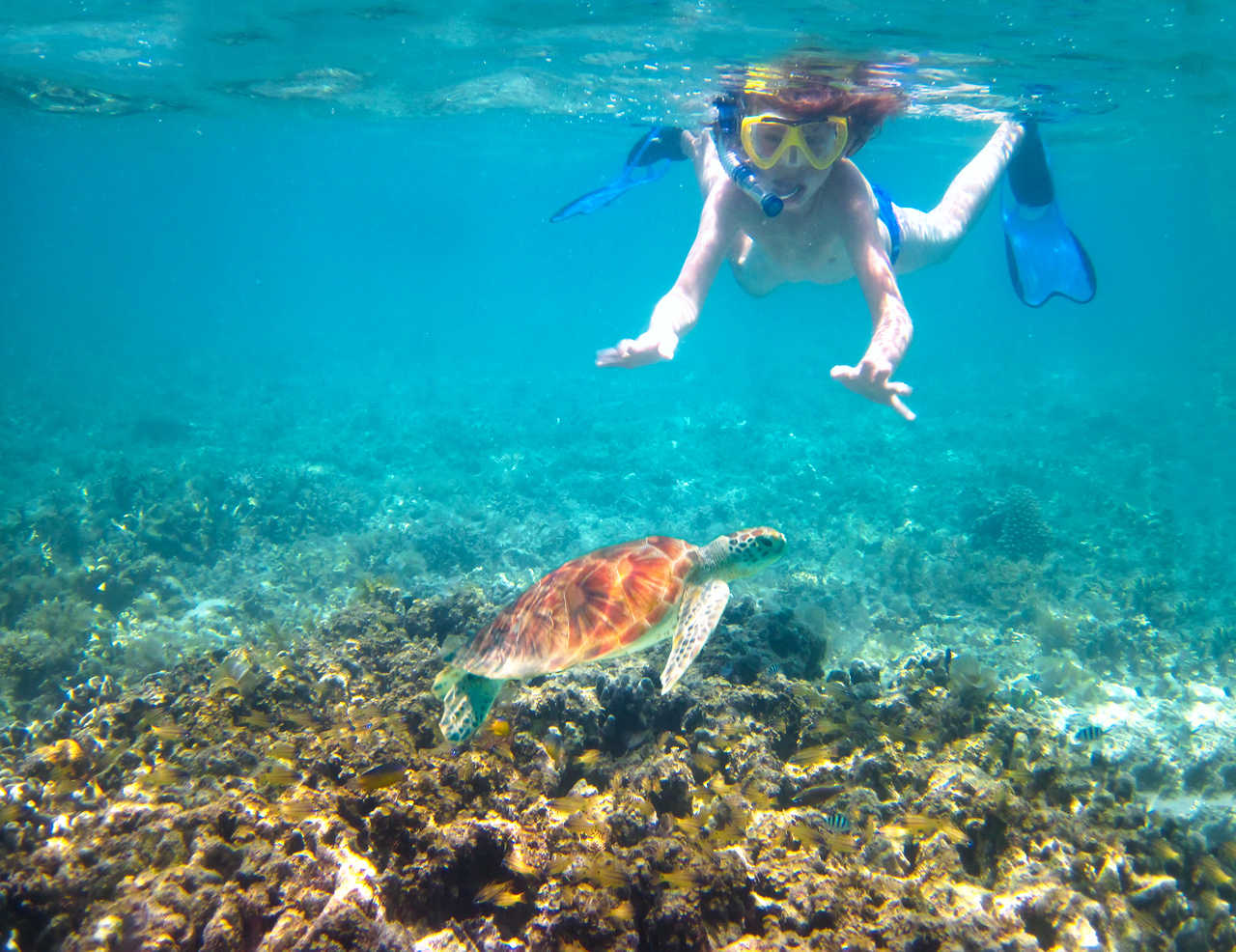 Plongeurs  croisant une tortue en Indonésie