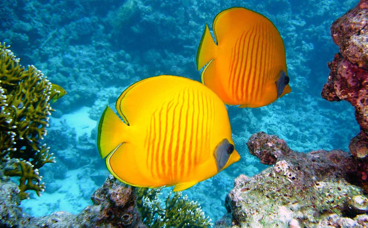 poisson mer rouge aqaba en Jordanie