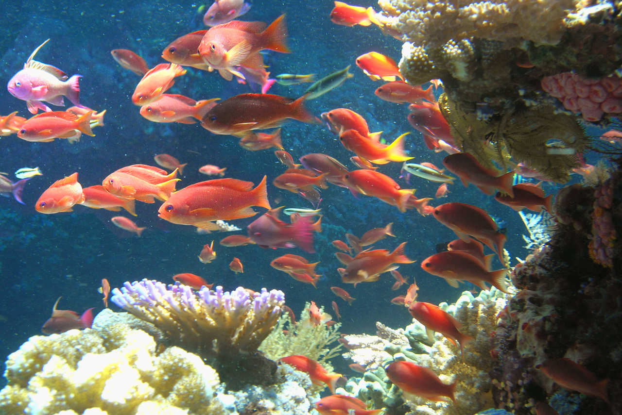 Poissons à Amed en Indonésie