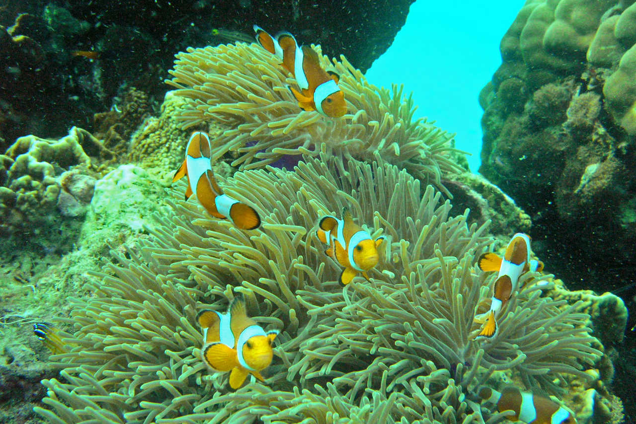 poissons clowns dans les fonds sous marins de la mer d' Andaman en thaïlande