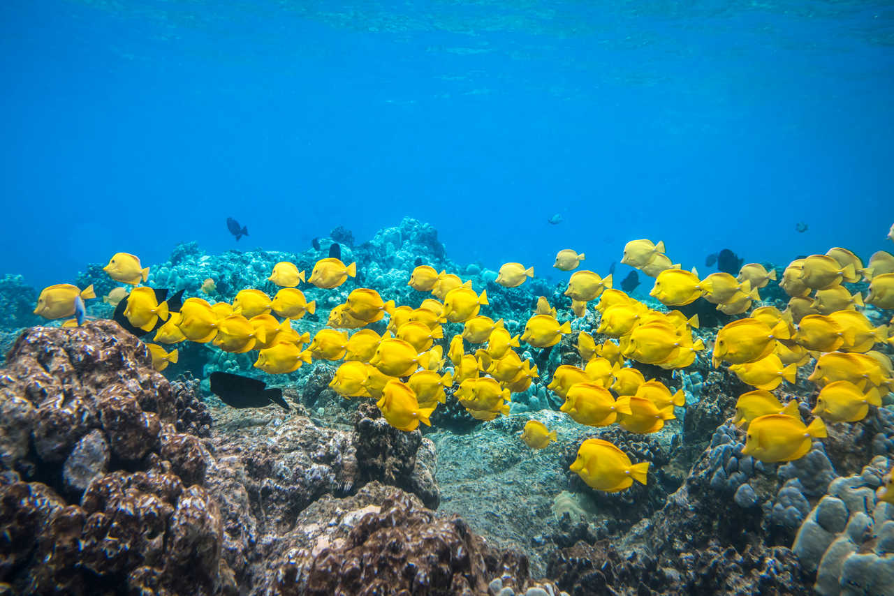 Poissons jaunes à Hawaï