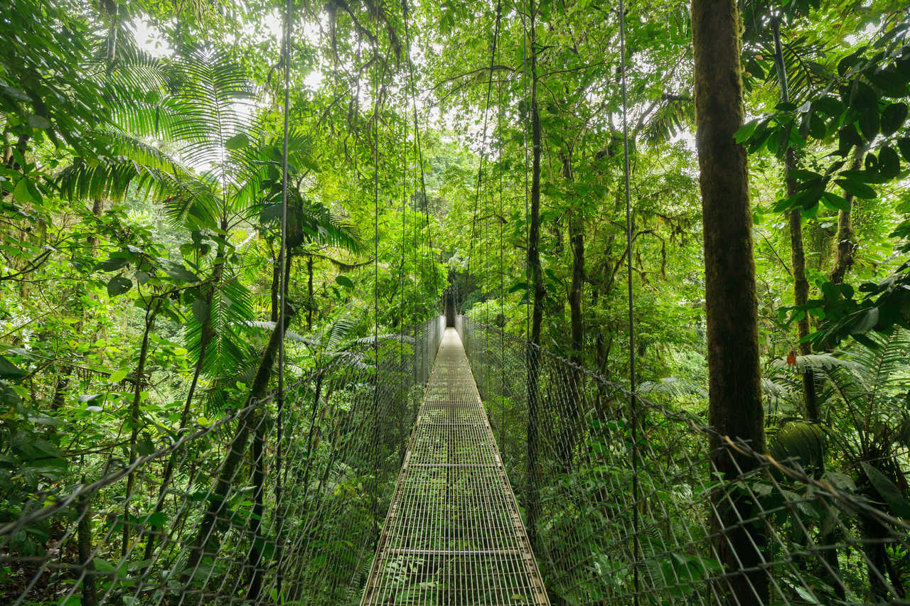 Pont suspendu à Monteverde au Costa Rica