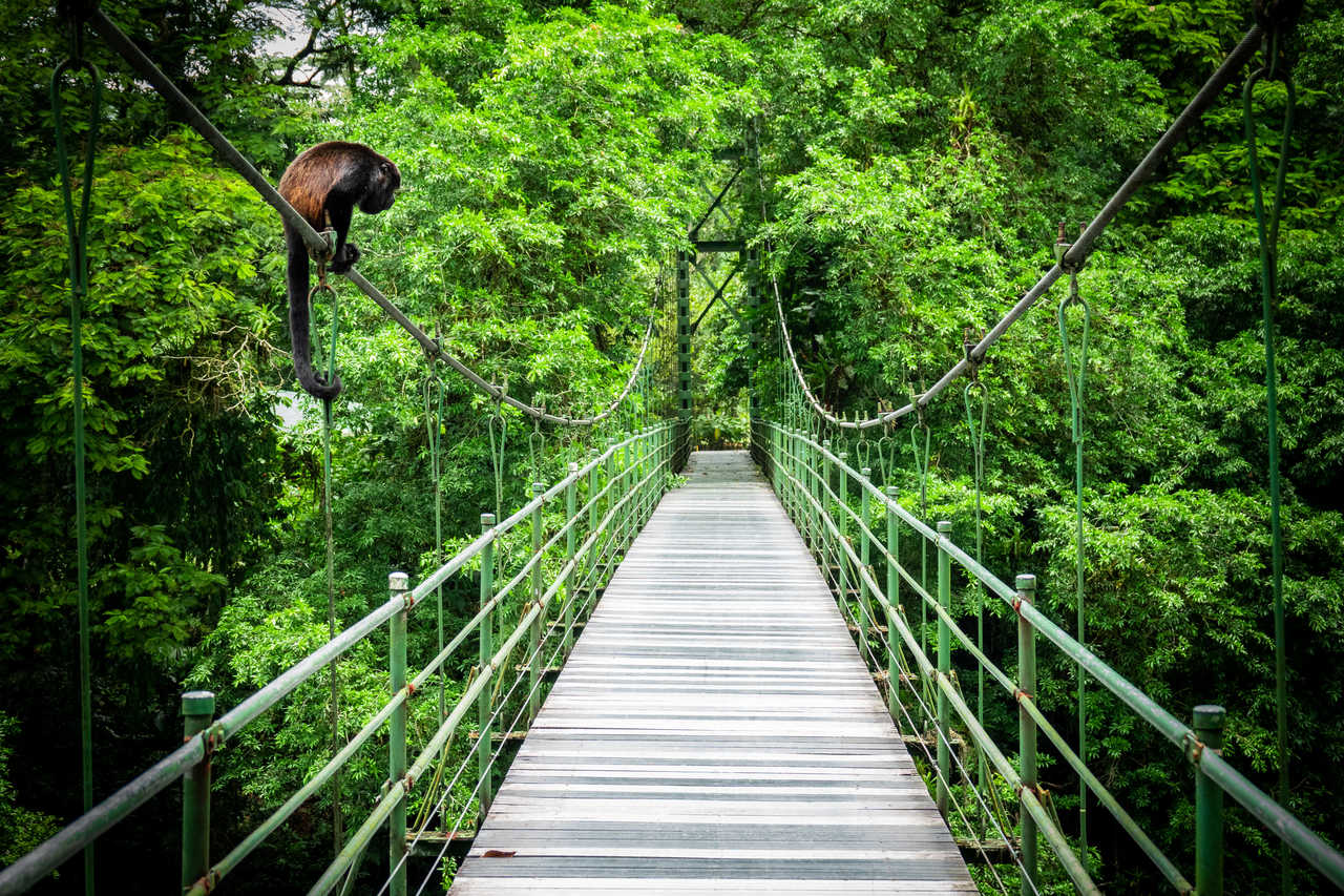 Pont suspendu au coeur de la jungle, un singe est perché sur un des câbles à gauche