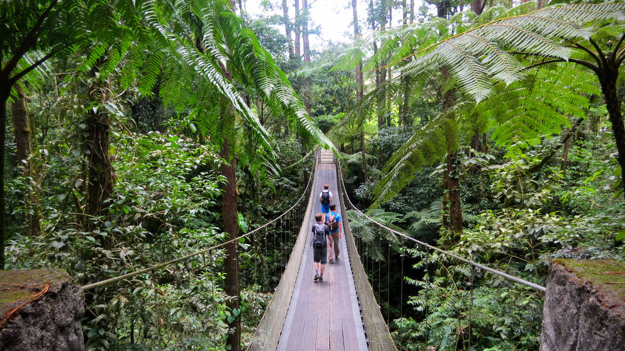 Pont suspendu dans la forêt pluviale du Costa Rica