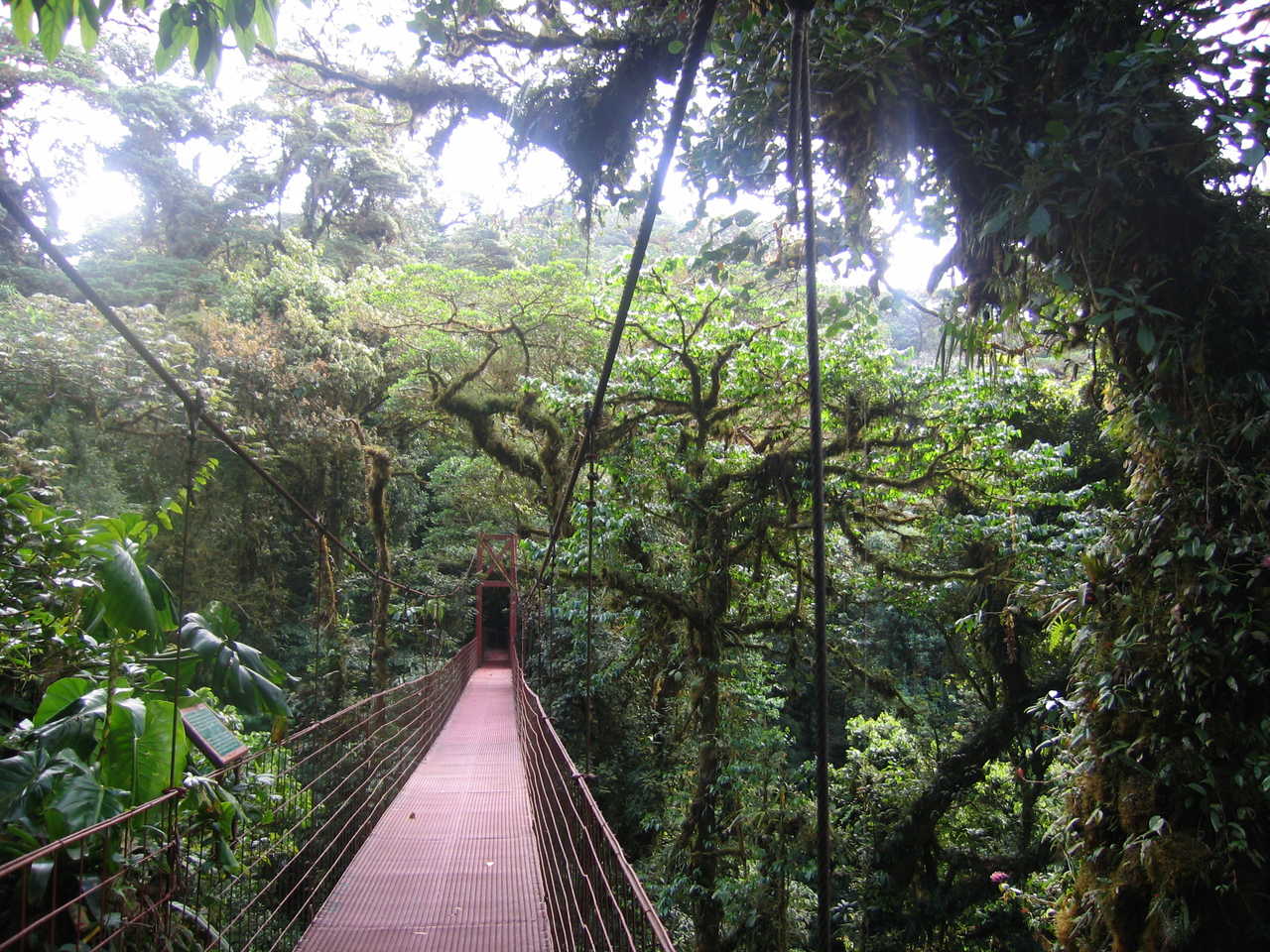 Pont suspendu forêt tropicale - Costa Rica