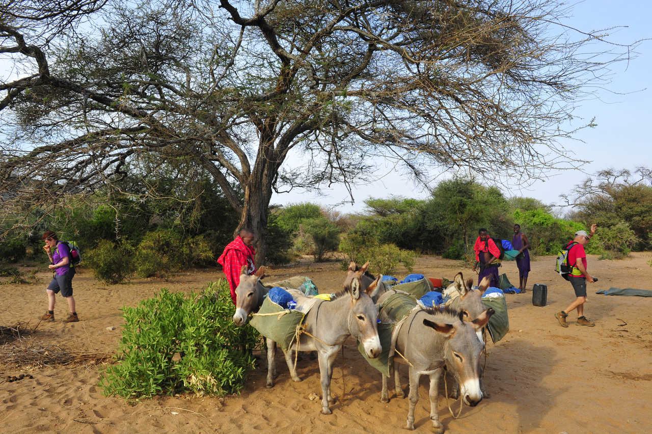 Portage du campement par les ânes au Kenya