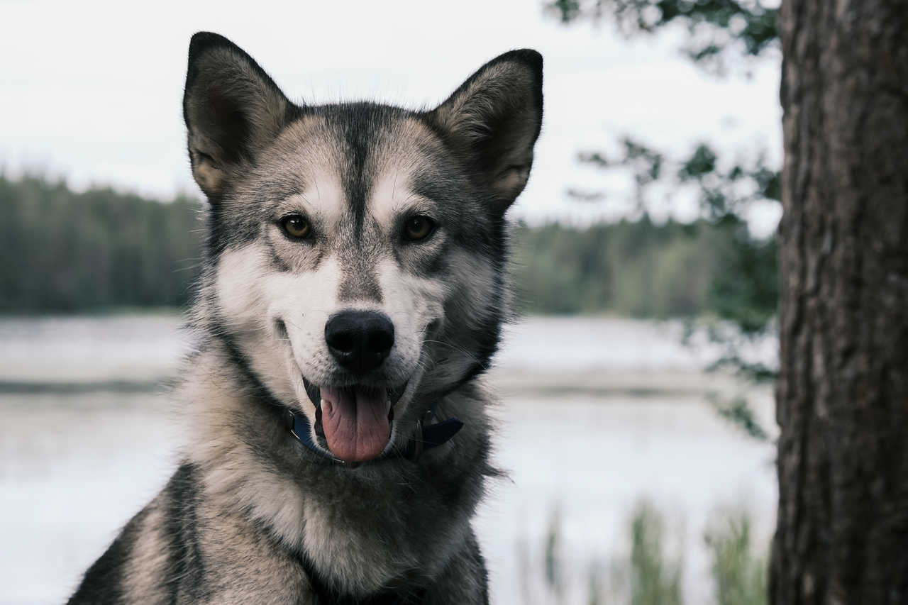 Portrait de l'un de nos husky en Finlande