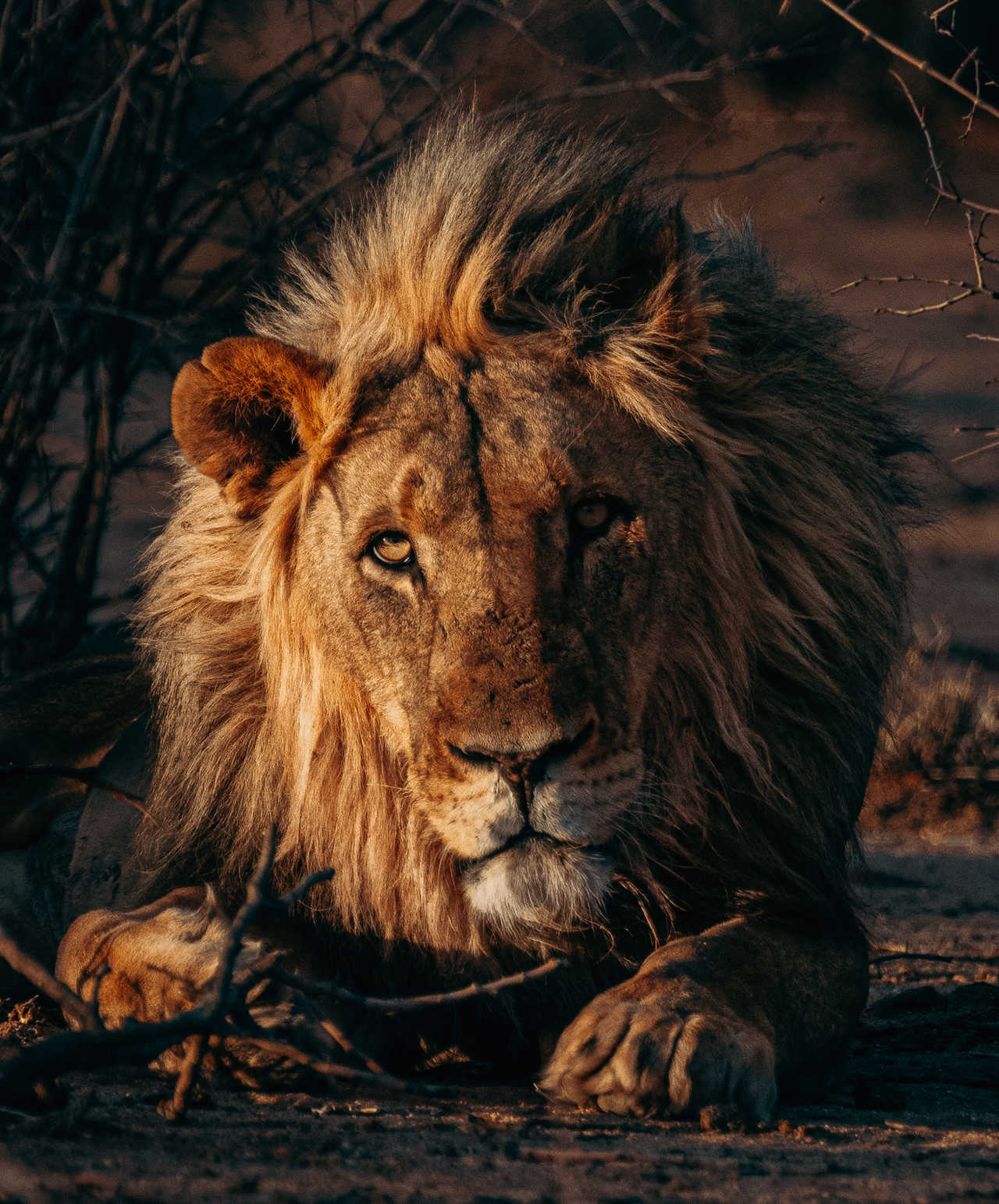 Portrait d'un lion en Tanzanie
