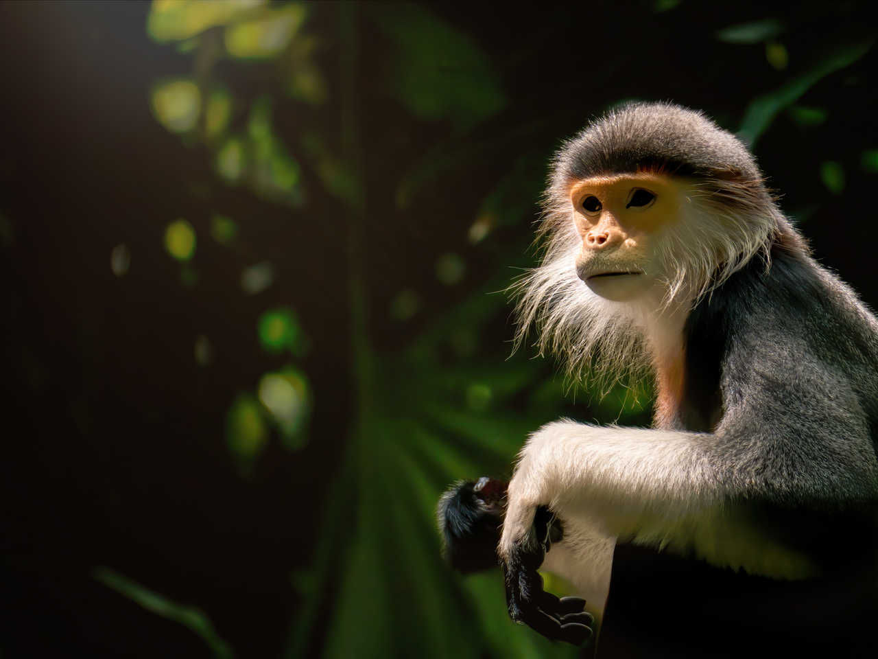 Portrait d'un petit singe au Vietnam