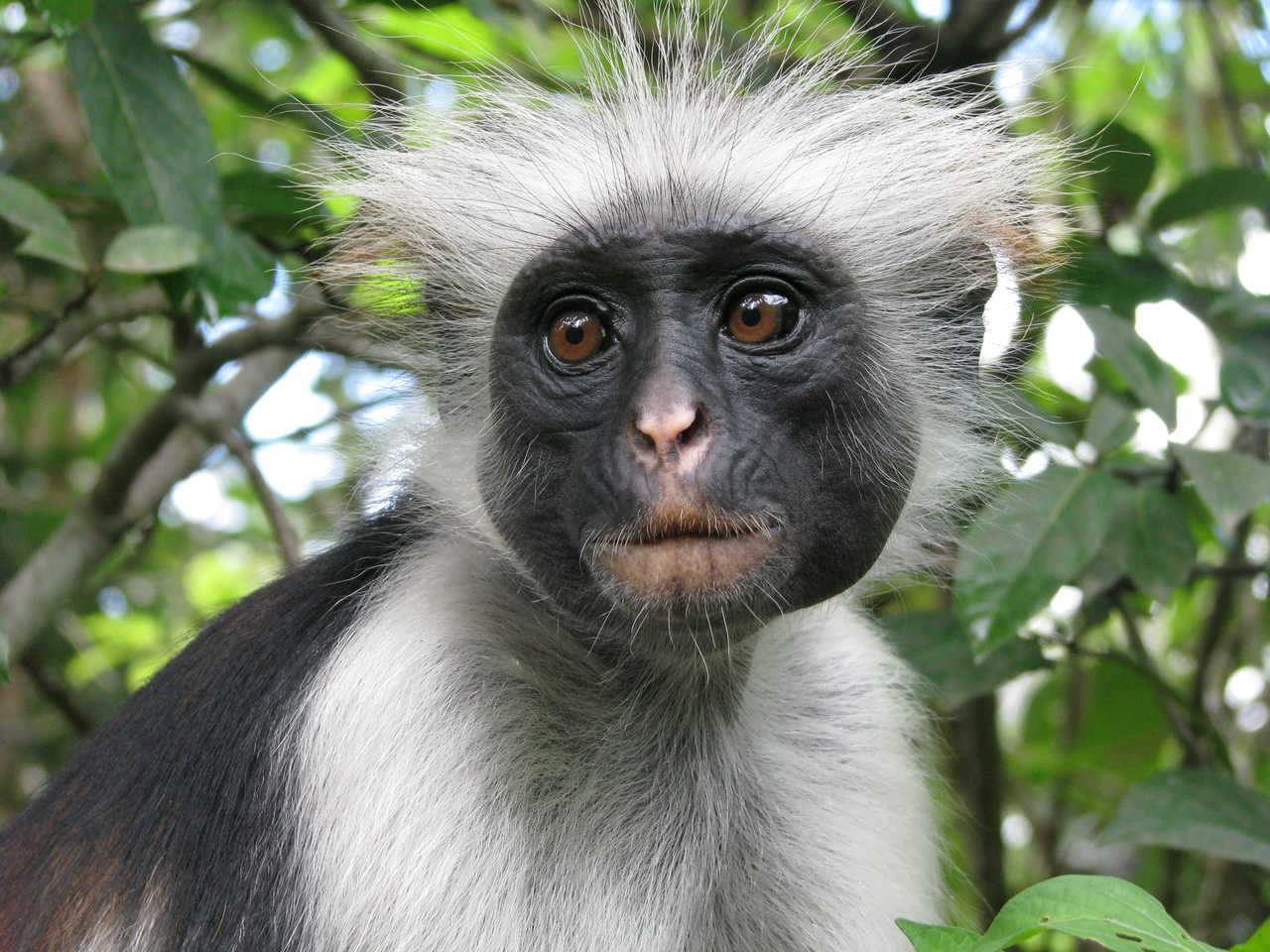 Portrait d'un singe Colobe rouge à Zanzibar en Tanzanie