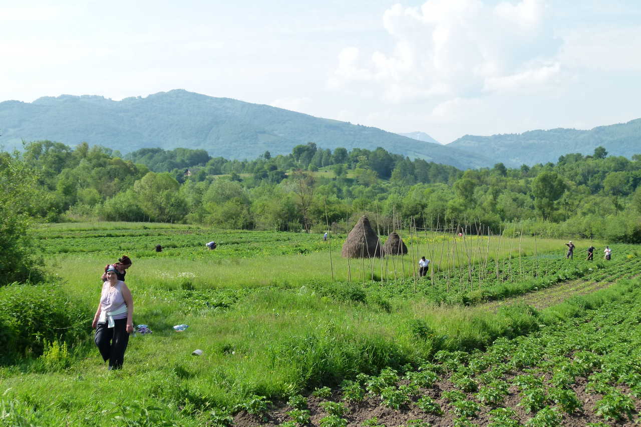 potager dans les villages Maramures en Roumanie