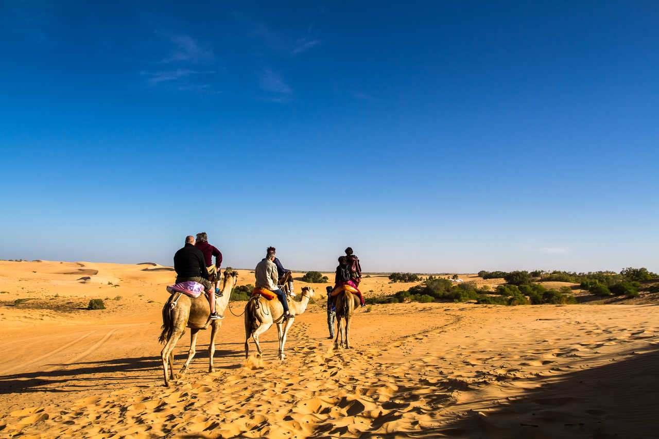 Promenade en dromadaires dans le désert de Lompoul au Sénégal