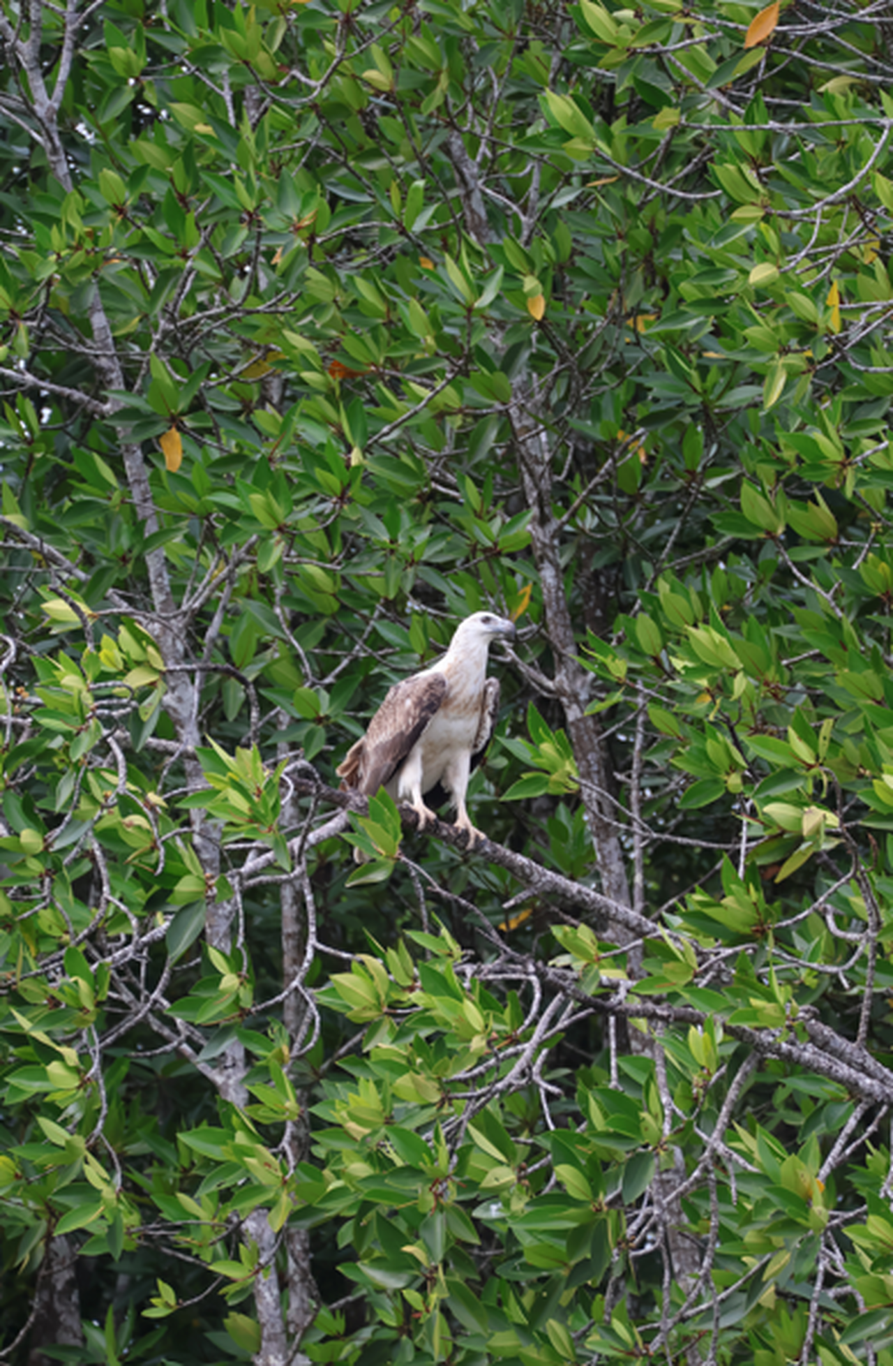 Pygargue, oiseau typique d'Asie du Sud-Est, en Malaisie