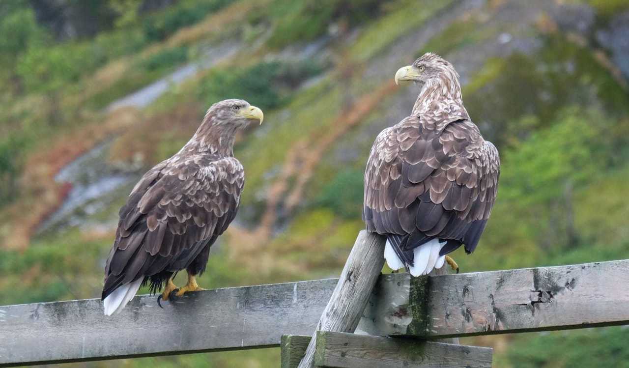 Pygargues observés par notre groupe de voyageurs