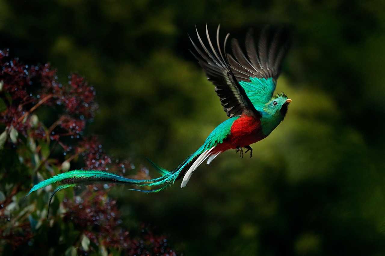 Quetzal en vol Guatemala